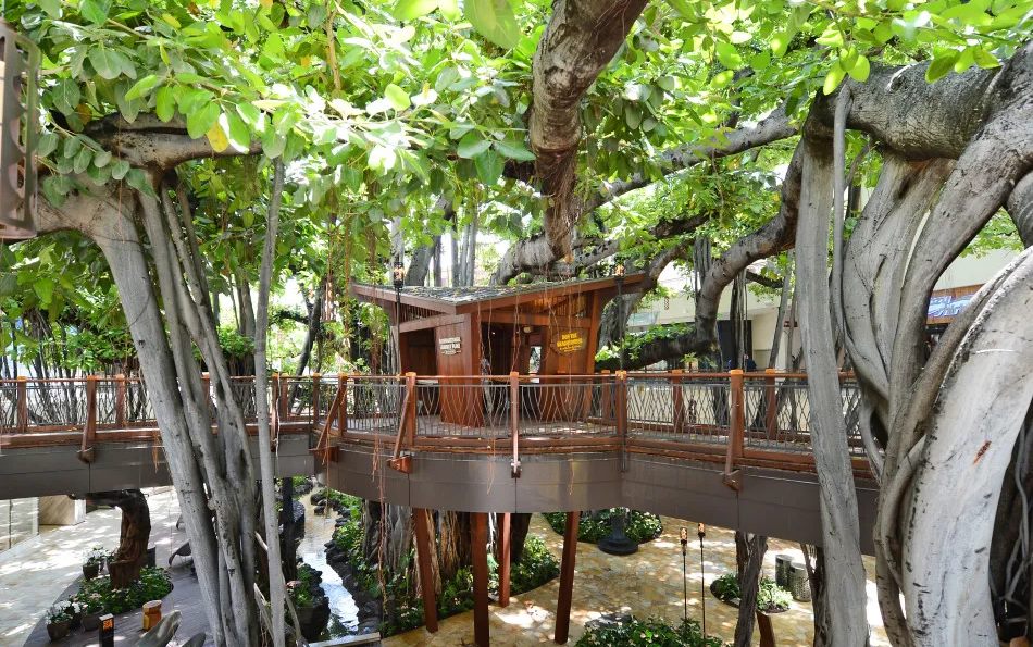 The historic banyan tree at the center of International Market Place in Waikiki